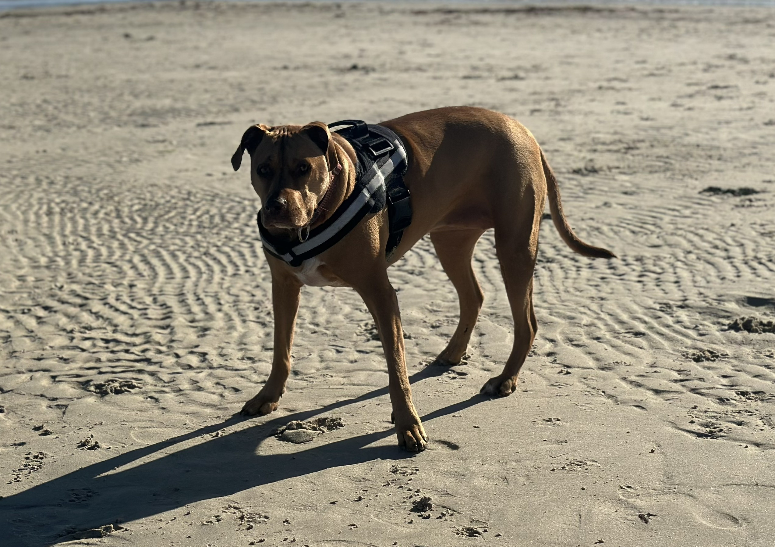 Забавная прогулка Piper в 3D-модели для 3D принтера