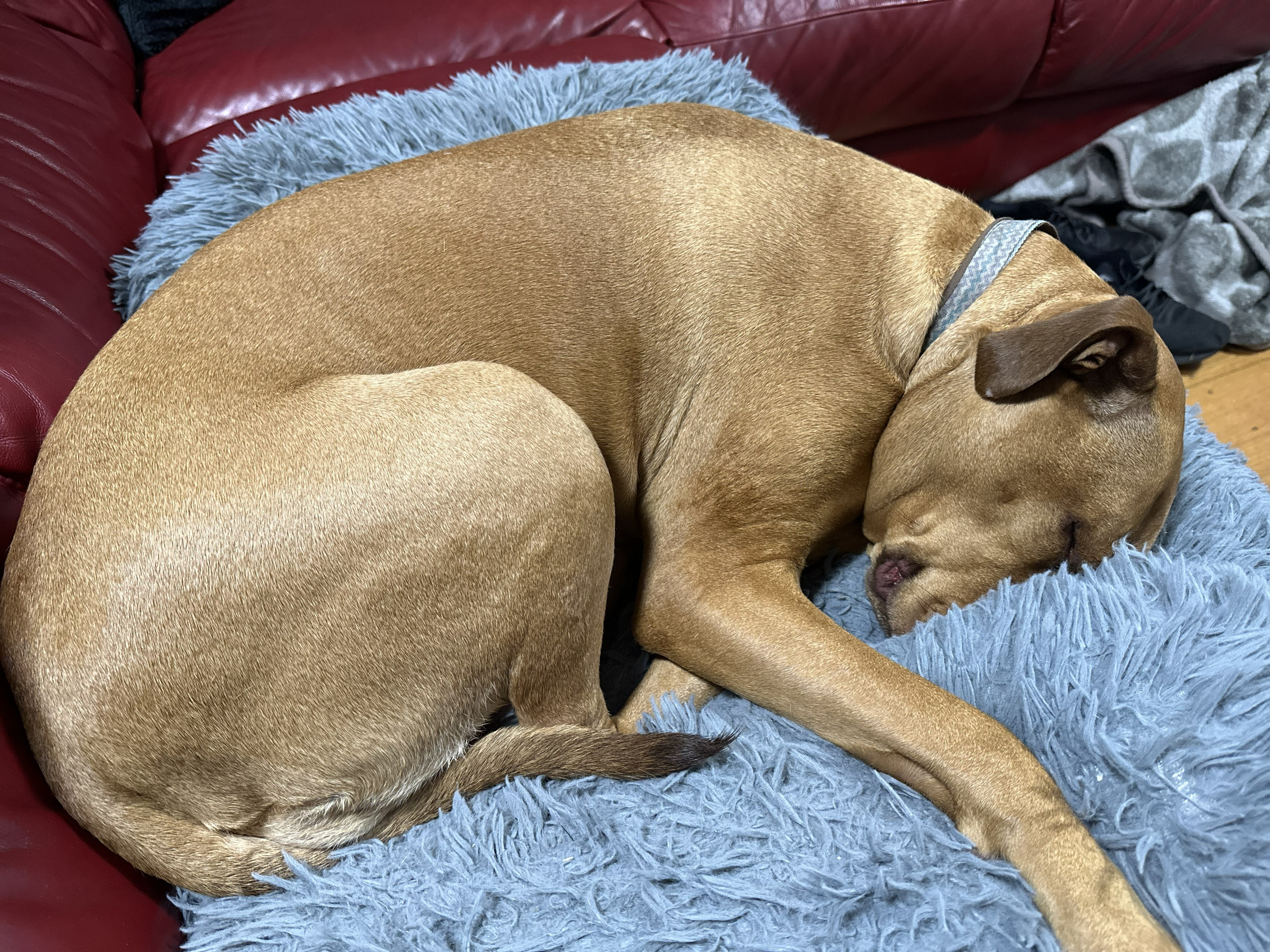 Милый сон малыша Piper в 3D-модели для 3D принтера