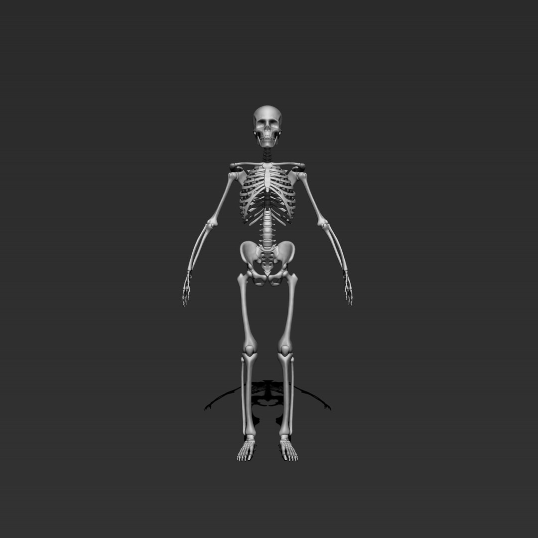 Реалистичная 3D-модель скелета — скачай бесплатно для 3D принтера