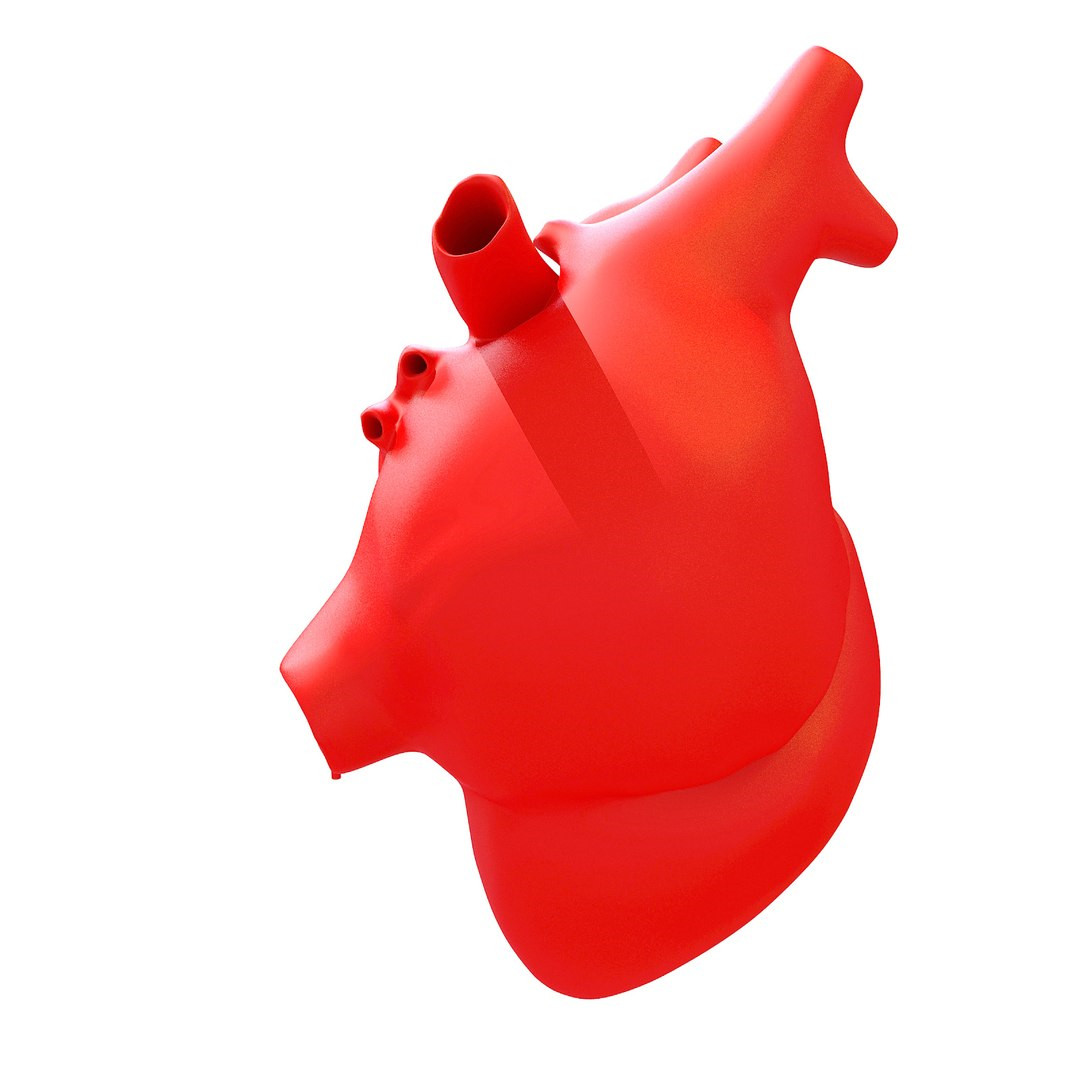 Print Ready 3D Models Human Heart для 3D принтера