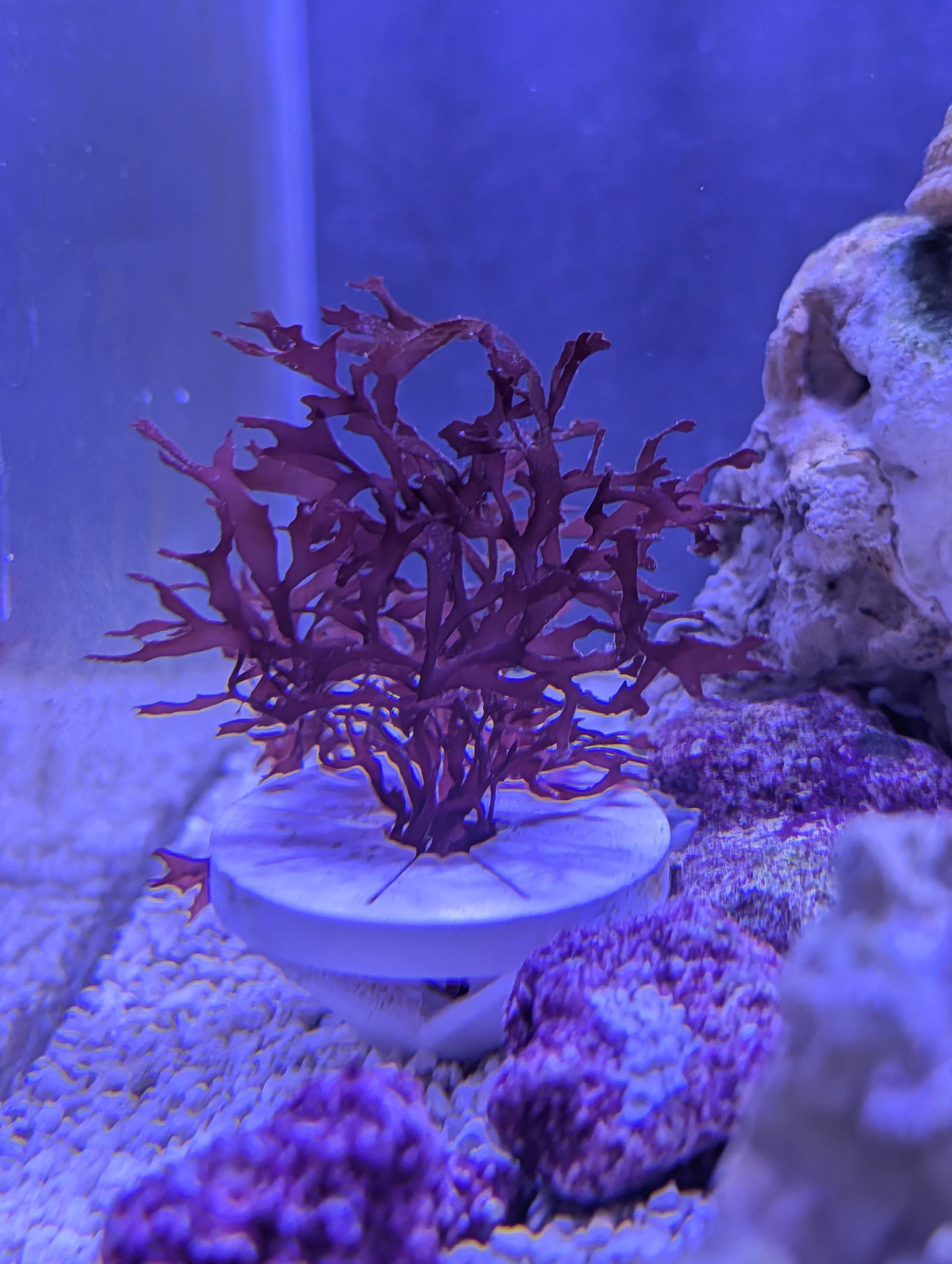 Macro Lock - Algae Hold Down